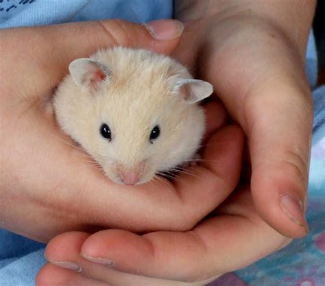 buy a hamster|where to buy hamsters online.